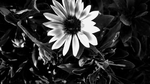 Close-up of flowers blooming outdoors