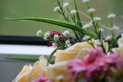 Close-up of fresh flowers