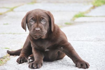 Portrait of puppy sitting outdoors