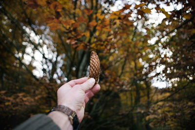 Close-up of hand holding pine cone during autumn