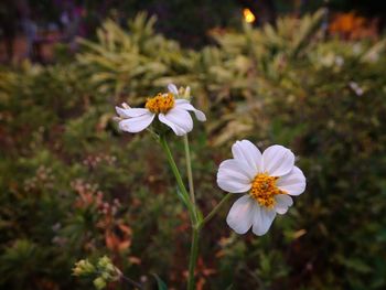 Close-up of white flowering plant on field