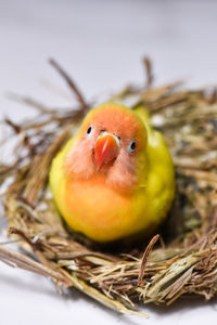 Cockatiel bird in the nest.