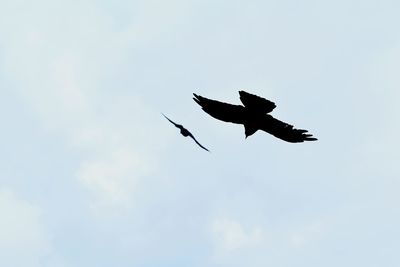 Low angle view of a bird flying in sky