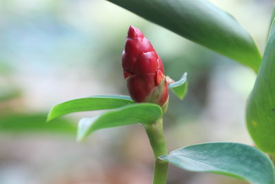 Close-up of red flower bud