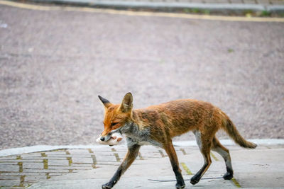 Urban fox carrying food scraps, england, uk