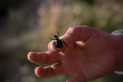 Close-up of hand holding insect