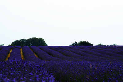 Purple flowers on field against clear sky