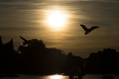 Silhouetted view of birds flying over river by trees