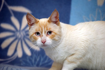 Close-up portrait of ginger cat