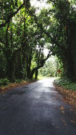 Road passing through forest