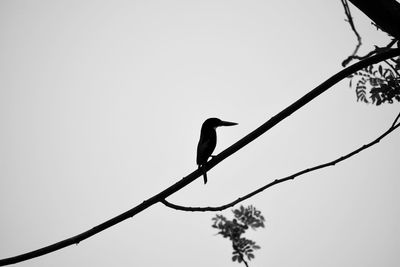 Low angle view of silhouette bird perching on cable against clear sky