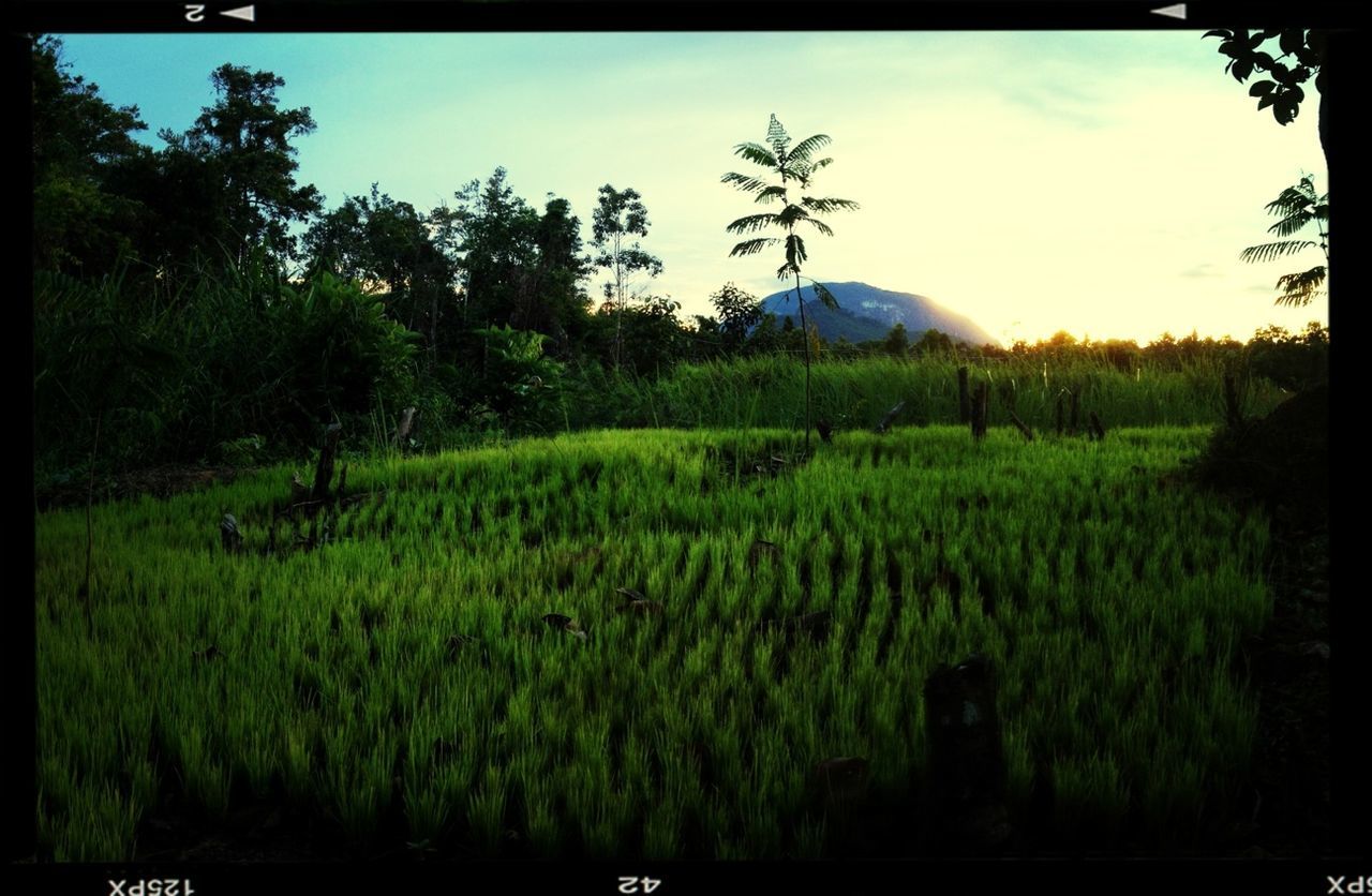 transfer print, tree, tranquil scene, auto post production filter, tranquility, landscape, scenics, beauty in nature, sky, nature, growth, field, green color, grass, idyllic, mountain, non-urban scene, rural scene, no people, outdoors