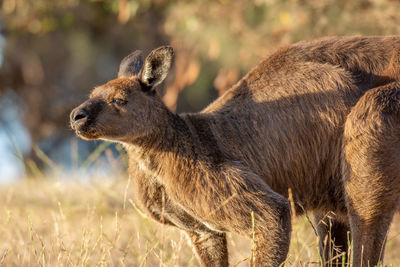 View of deer on field