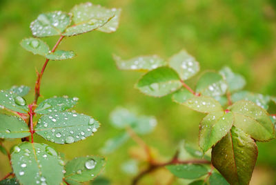 Close-up of wet plant leaves during rainy season