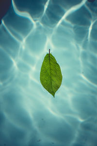 High angle view of leaf floating on water