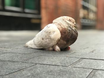 Close-up of pigeon on footpath
