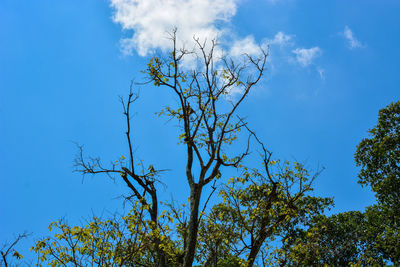 Low angle view of trees against blue sky