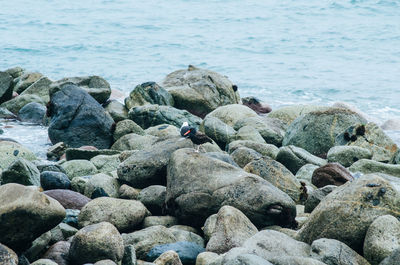 High angle view of rocks on beach