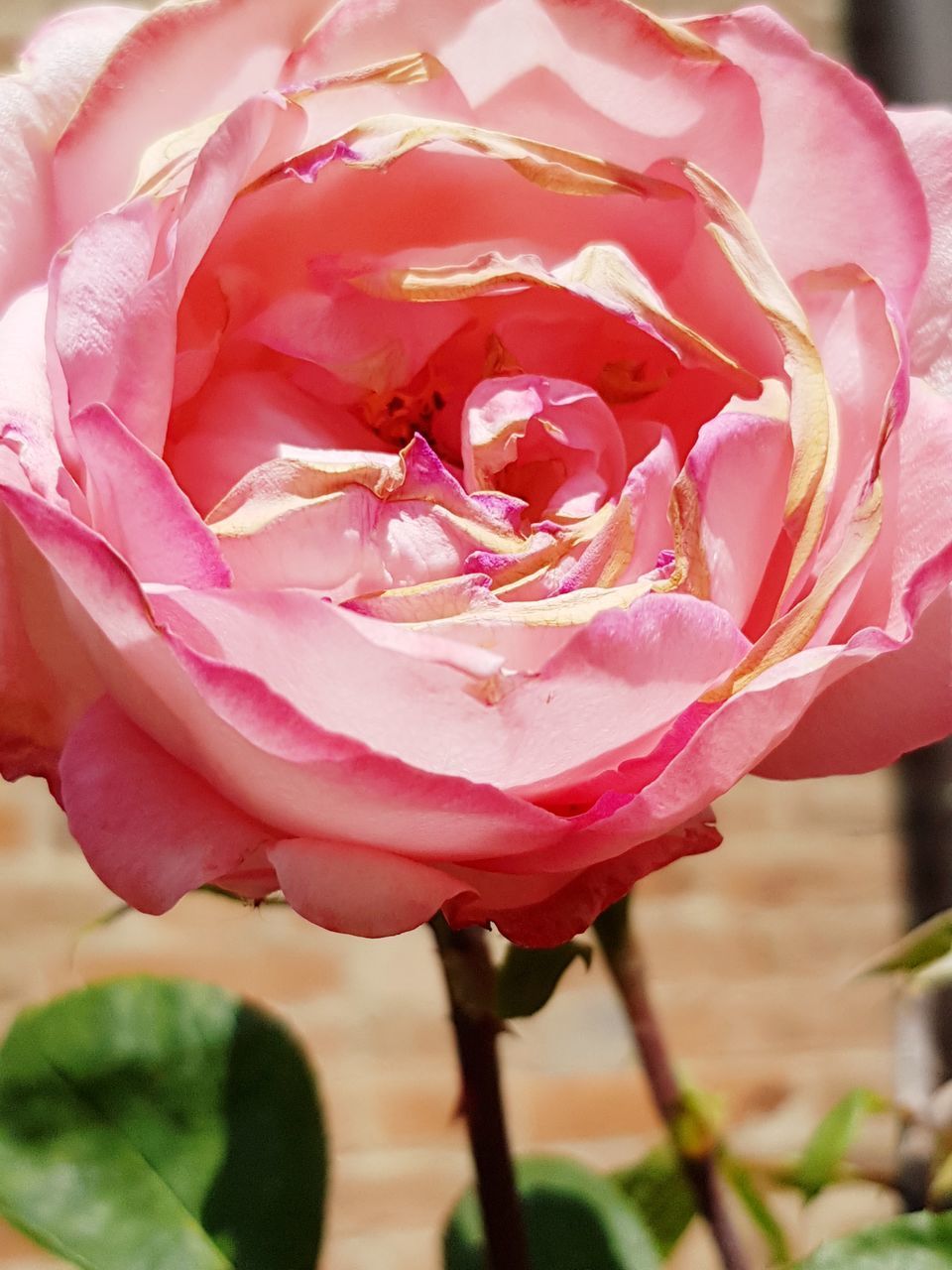 CLOSE-UP OF PINK ROSE IN RED ROSES