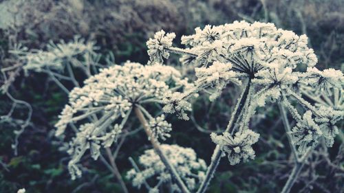 Close-up of frozen plant