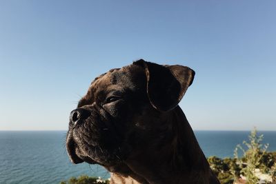 Close-up of a dog looking away