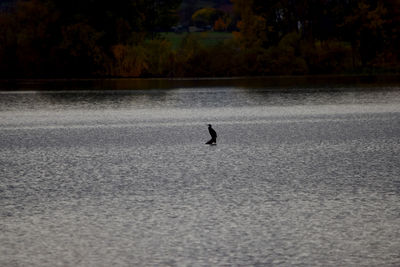 Bird in a lake