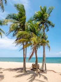 Coconut palm trees on beach against sky