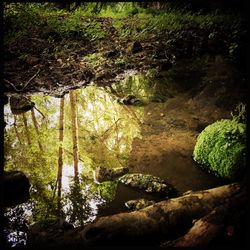 Trees growing on rocks