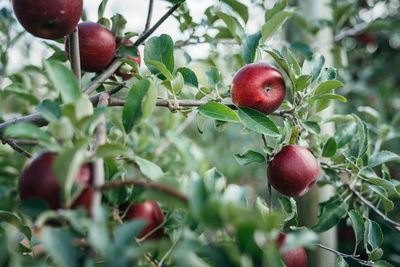 Close-up of apples on tree