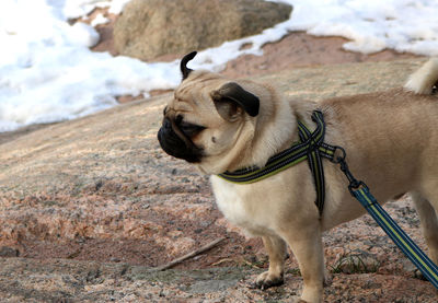 Close-up of a dog looking away