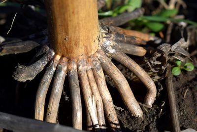 Close-up of wood