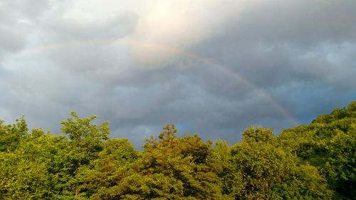 Low angle view of trees against rainbow in sky