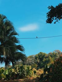 Low angle view of coconut palm trees against blue sky