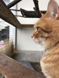 Close-up of a cat looking away