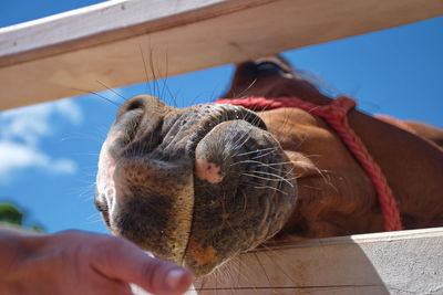 Close-up of hand feeding horse