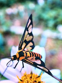 Close-up of butterfly on flower