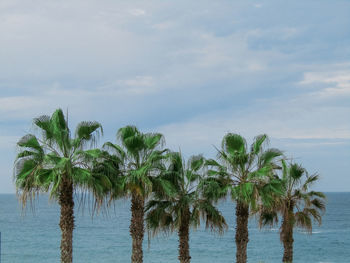 Palm trees on beach against sky