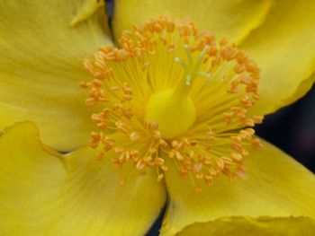 Close-up of yellow flower blooming outdoors