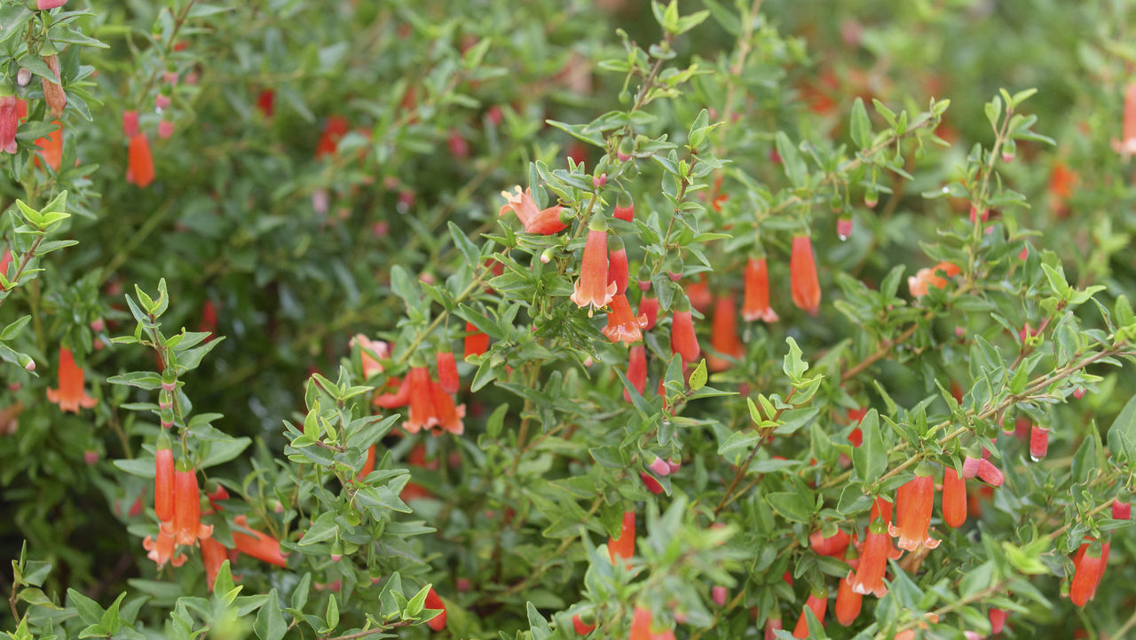 CLOSE-UP OF RED AND PLANTS