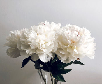 Close-up of white flowers in vase