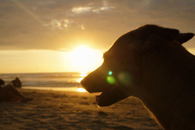 Close-up of dog at beach during sunset