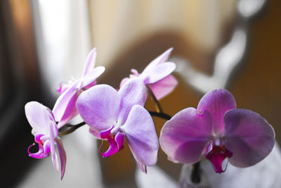 Close-up of pink orchids