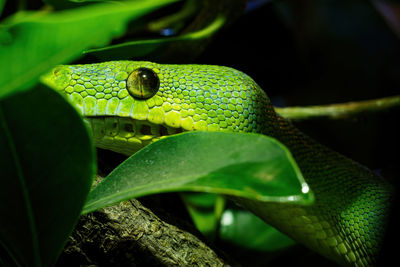 Close-up of snake