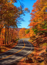 Empty road amidst autumn trees