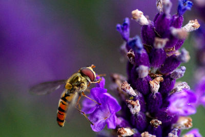 Close-up of hoverfly pollinating on purple flower