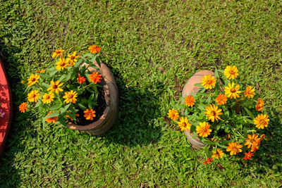 Plants growing on grassy field