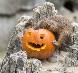 Close-up of pumpkin against stone wall during halloween