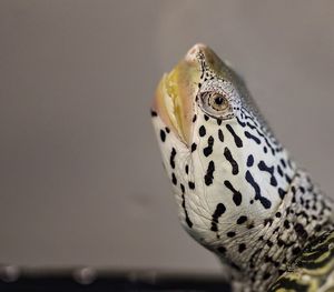 Close up of an animal