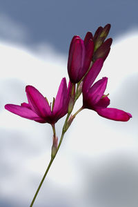 Close-up of pink flowering plant against sky