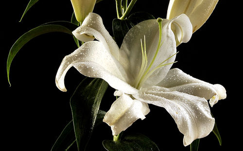 Close-up of flowering plant against black background